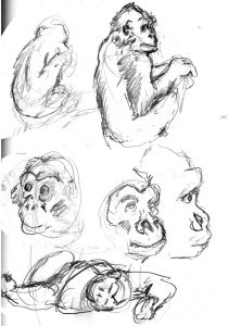wpmose sketches of gorillas at the woodland park zoo.