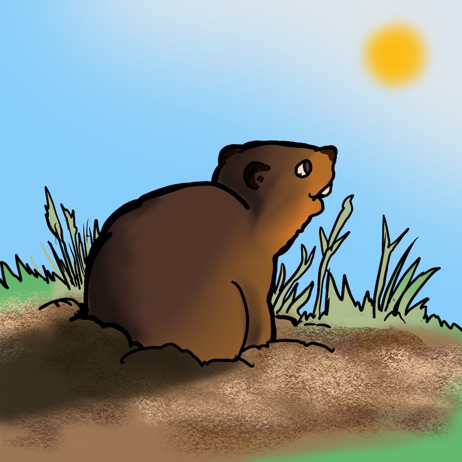 woodchuck groundhog sun burrow hole grass shadow illustration