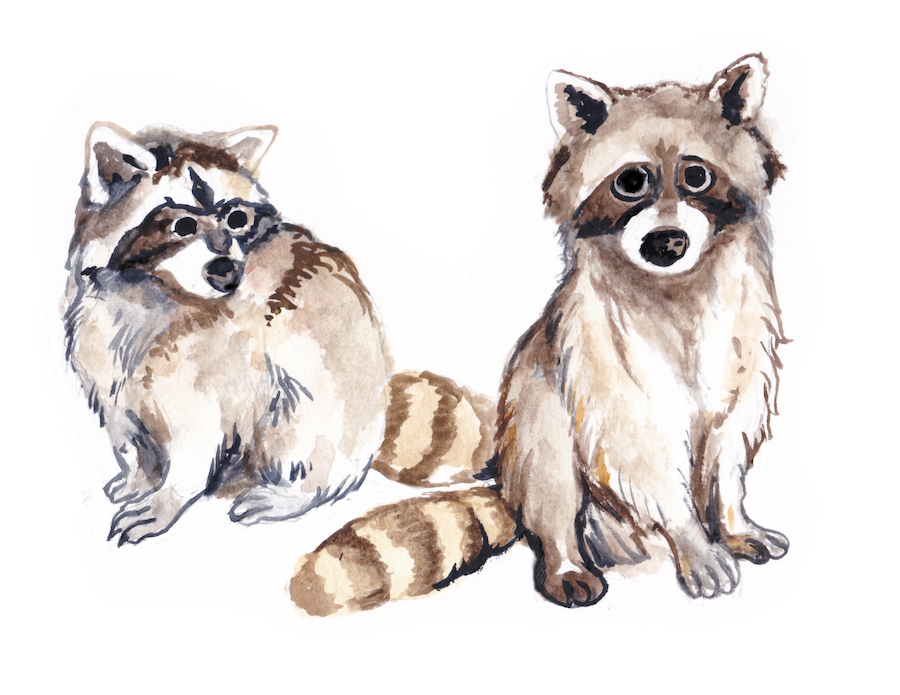 A quick watercolor study of two raccoons.
